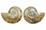 Cut & Polished Crystal-Filled Ammonite Fossil - Madagascar #354122-1